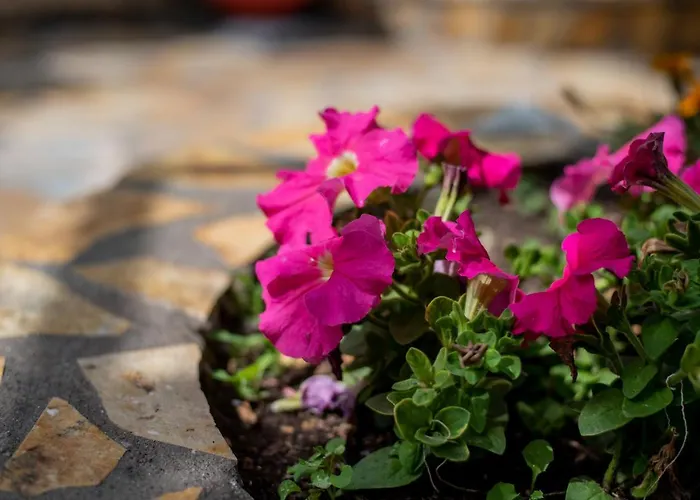 Apartment Panos Fisherman's Zola