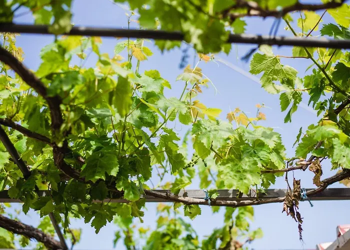 Panos Fisherman's * Zola